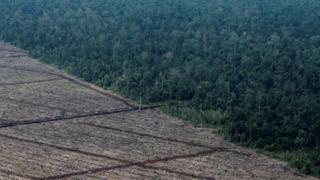 COP26: Indonesia Criticises 'unfair' Deal To End Deforestation - BBC News