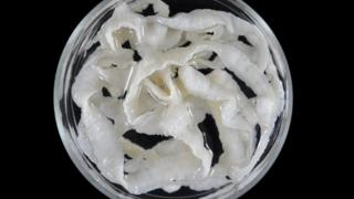 Taenia solium