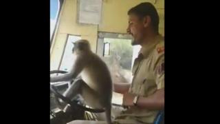 बाँदर