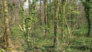 Leckwith Woods
