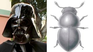 Vader Beetle
