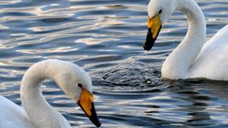 Swans