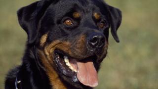 About one million dog na im dem dey chop every year for South Korea