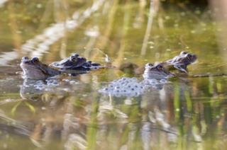 Frogs and frog spawn