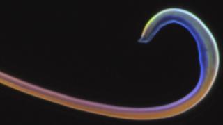 Pene del escarabajo. Foto: Y. Matsumura et al., Sci. Adv. 2017, 3, 12; eaao5469