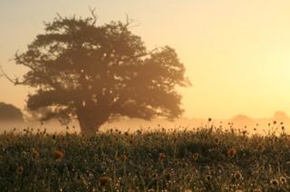 Sunrise behind fields and trees