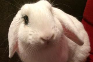 Pet rabbit