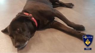 Amsterdam polisi köpeğin fotoğrafını Facebook sayfasında paylaştı