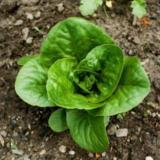 Produce in the garden