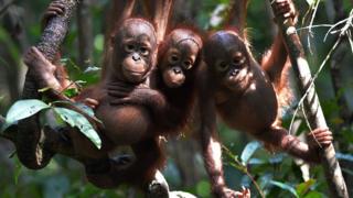 Orphaned baby orangutans