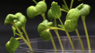 seedlings growing in a petri dish with a dark background behind