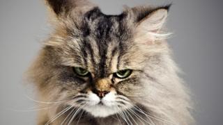 An angry cat