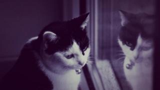 Reflected cat