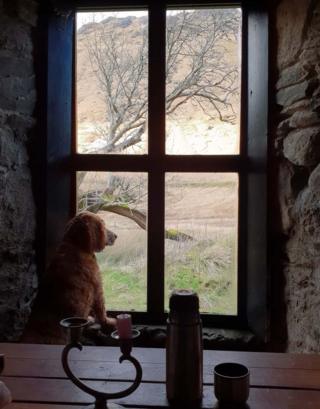 Dog at window