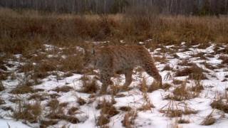 Lynx in the Chernobyl exclusion zone