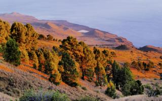 Pine Forest, El Hierro