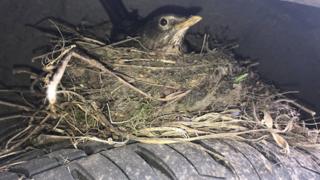 Birds nest