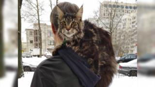 Прибылов