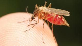 Кормление комаров
