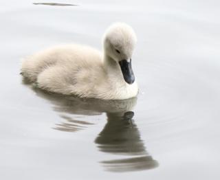 swan