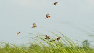 အလင်္ကာပုလဲပန်း