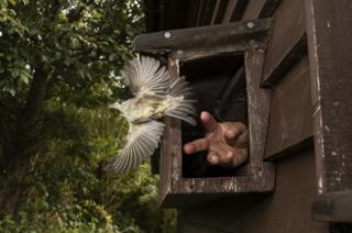 A blackcap is released after being ringed at the Sandwich Bay bird observatory