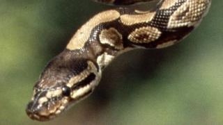 snake