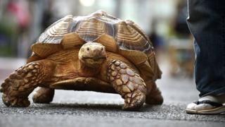 Tortuga