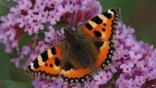 Small tortoiseshell butterfly