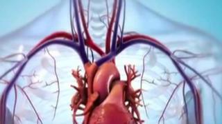 Human heart