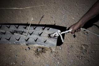 Nails used by cow vigilantes to force lorries to stop
