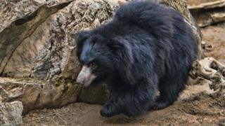 bear,වලසා