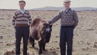 Men in Fair Isle jumpers with a Shetland pony