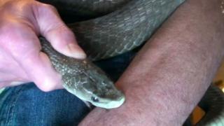 Tim Friede getting bitten by a snake