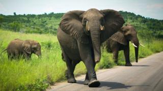 tembo