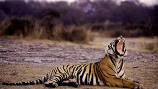 A tiger yawns at the Ranthambore National Park, in India's northwestern Rajasthan state (image 8 June 2012)