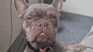 Stolen Halstead French bulldog reunited with owner - BBC News