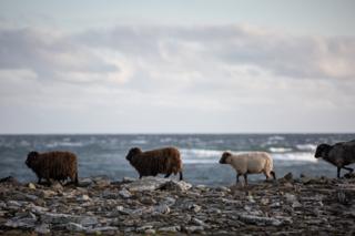 environment Sheep trot along the shore