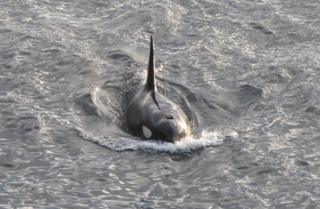Male orca off Dunnet Head