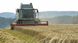 Combine harvester in a field