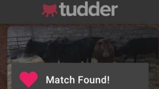 Pronalazak partnera na Taderu