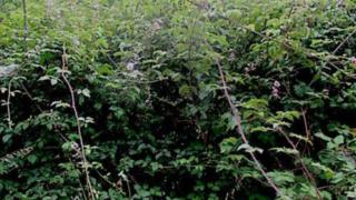 Bramble bush
