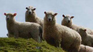 sheep