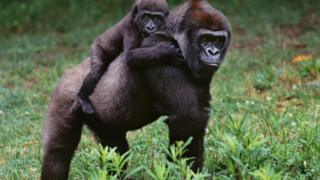 Gorillas