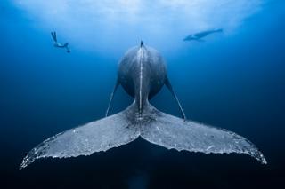 Humpback whale and calf with free diver.