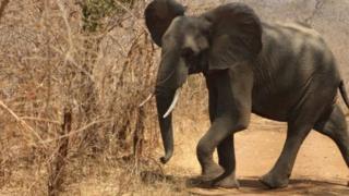 éléphant d'Afrique