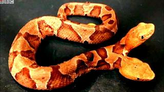 Snake