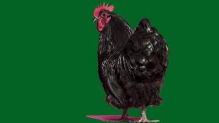 gallo negro