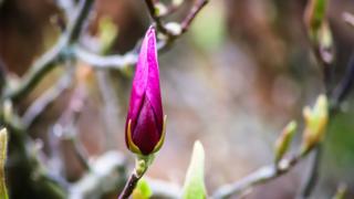 A flower snapped in Abingdon