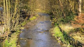 Blackburn dog attack: Italian mastiffs and terrier cross bite man - BBC ...